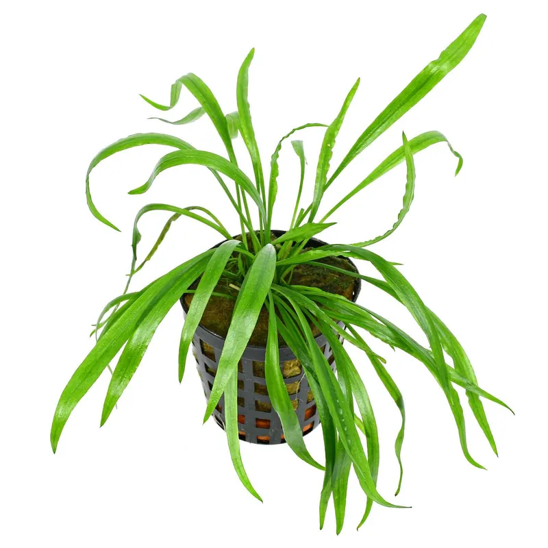 Direktkauf Cryptocoryne spiralis var. caudigera Schwierigkeit