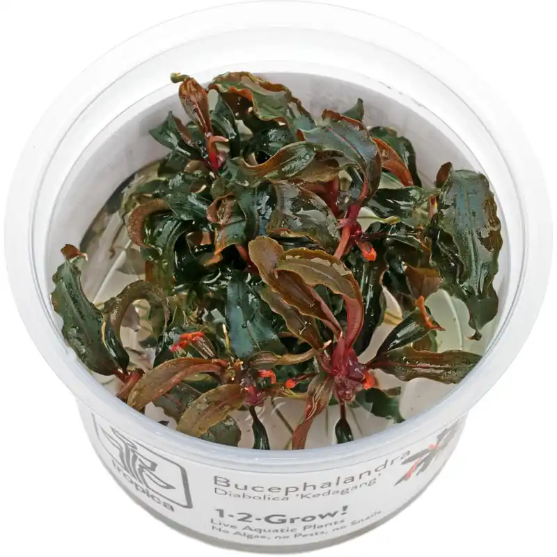Markenprodukt Bucephalandra sp. "Kedagang" Schwierigkeit