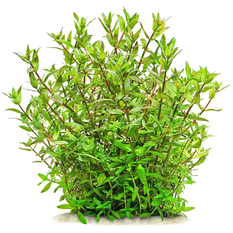 Bestseller Ammannia capitellata Schwierigkeit