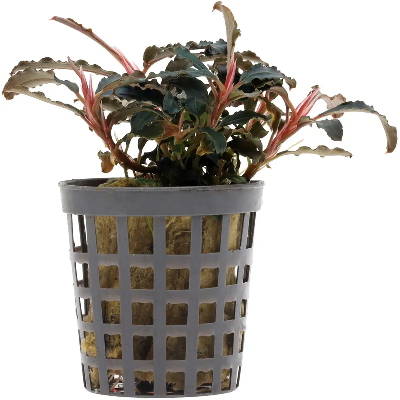 Neu Bucephalandra sp. "Kedagang" Schwierigkeit