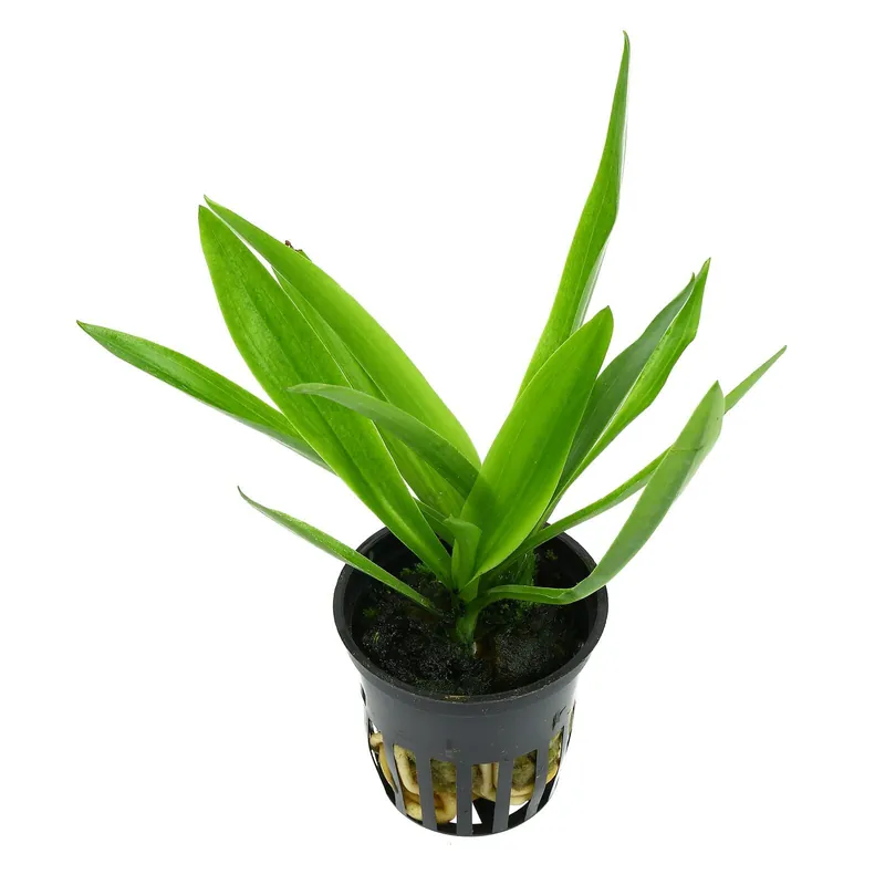 Beliebt Spiranthes odorata Schwierigkeit