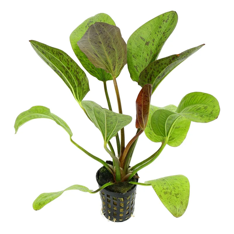 Echinodorus 'Rainers Felix' Schwierigkeit Sonderangebot
