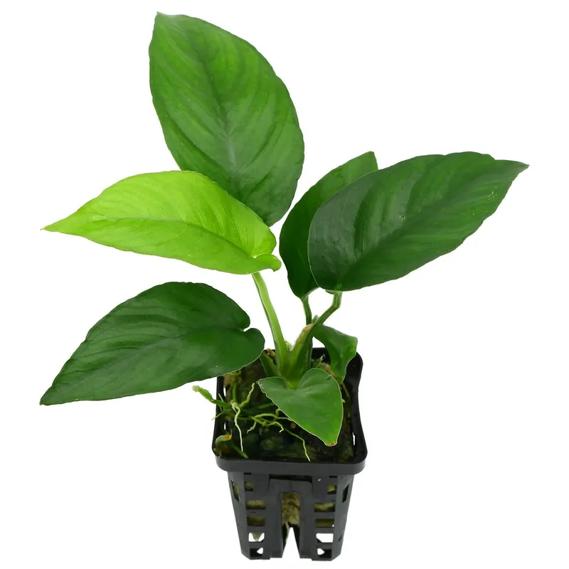 Neu Im Sortiment Anubias "Nangi" Schwierigkeit