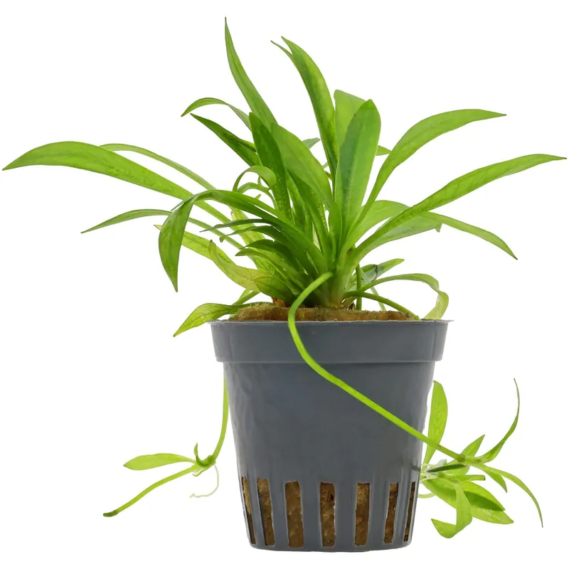 Neu Im Sortiment Helanthium bolivianum "Latifolius" Schwierigkeit