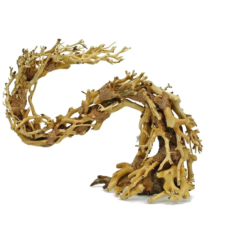 Drachen-Bonsai M 7 Angebot