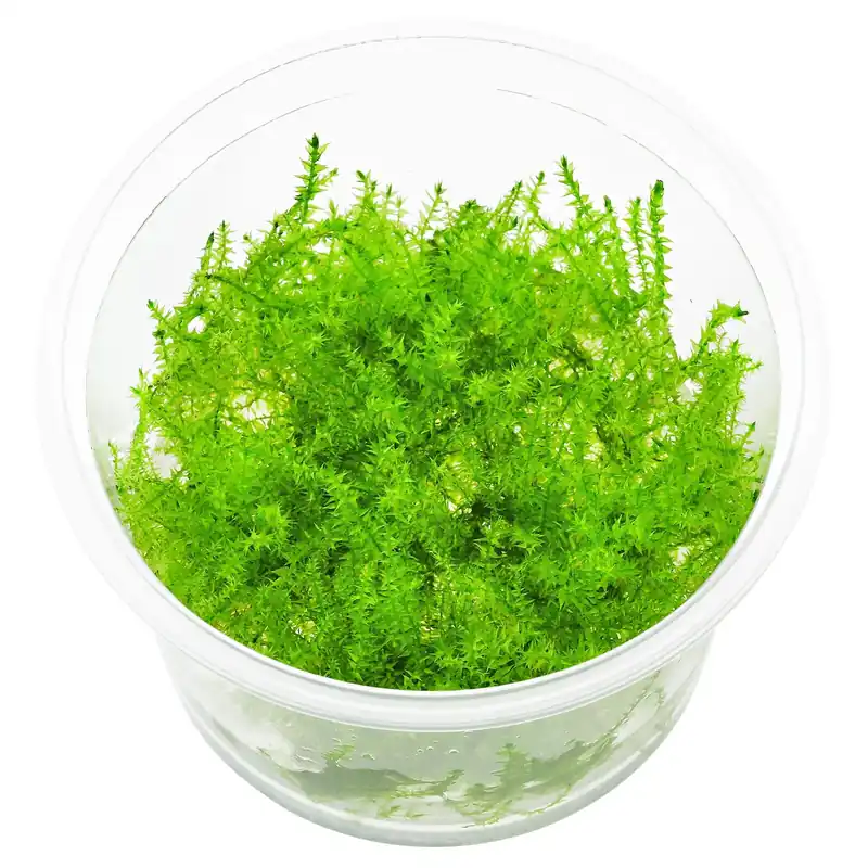 Garantierte Lieferung Leptodictyum riparium Schwierigkeit