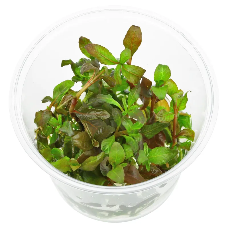 Direktkauf Hygrophila sp. "Brown" Schwierigkeit