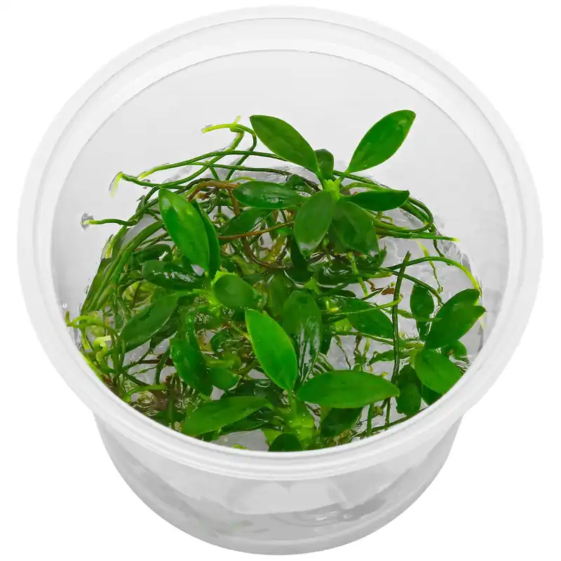 Billig Anubias barteri var. nana 'Pangolino' Schwierigkeit