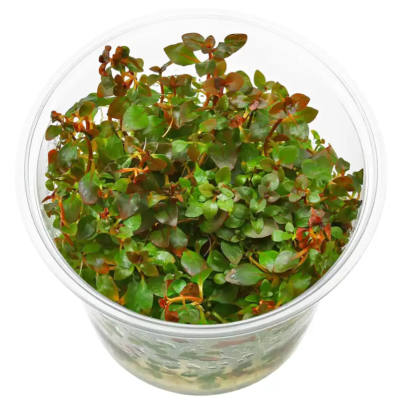 Ludwigia palustris "Super Red" Schwierigkeit Begrenztes Angebot