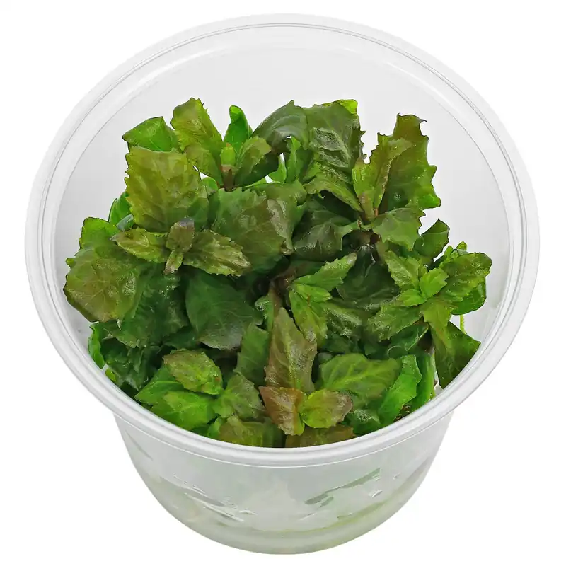 Hygrophila triflora Schwierigkeit Echt