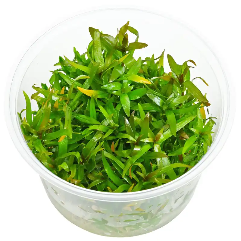 Letzte Chance Ludwigia × lacustris Schwierigkeit