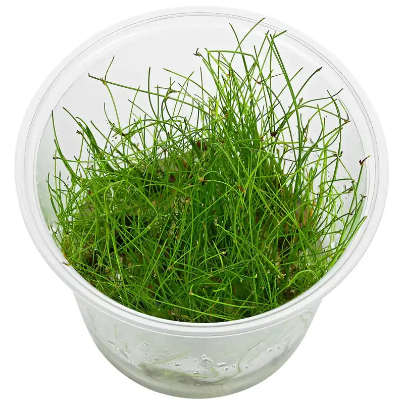 Eleocharis vivipara Schwierigkeit Neu Im Sortiment