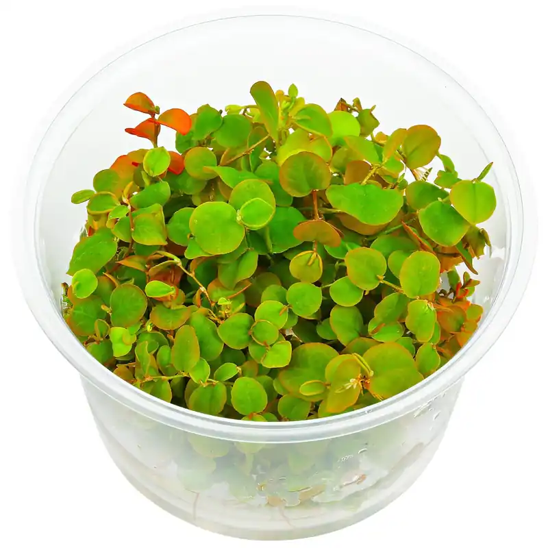 Phyllanthus fluitans Schwierigkeit Finale Aktion