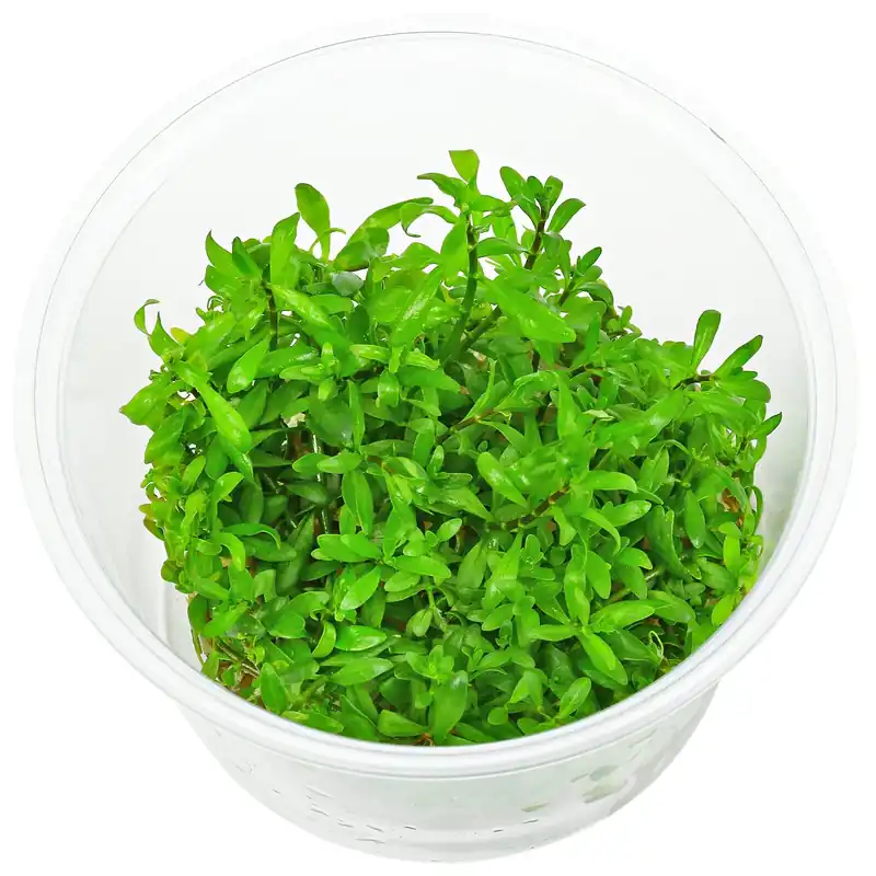 Ludwigia inclinata var. verticillata 'Cuba' Schwierigkeit Knallerangebot