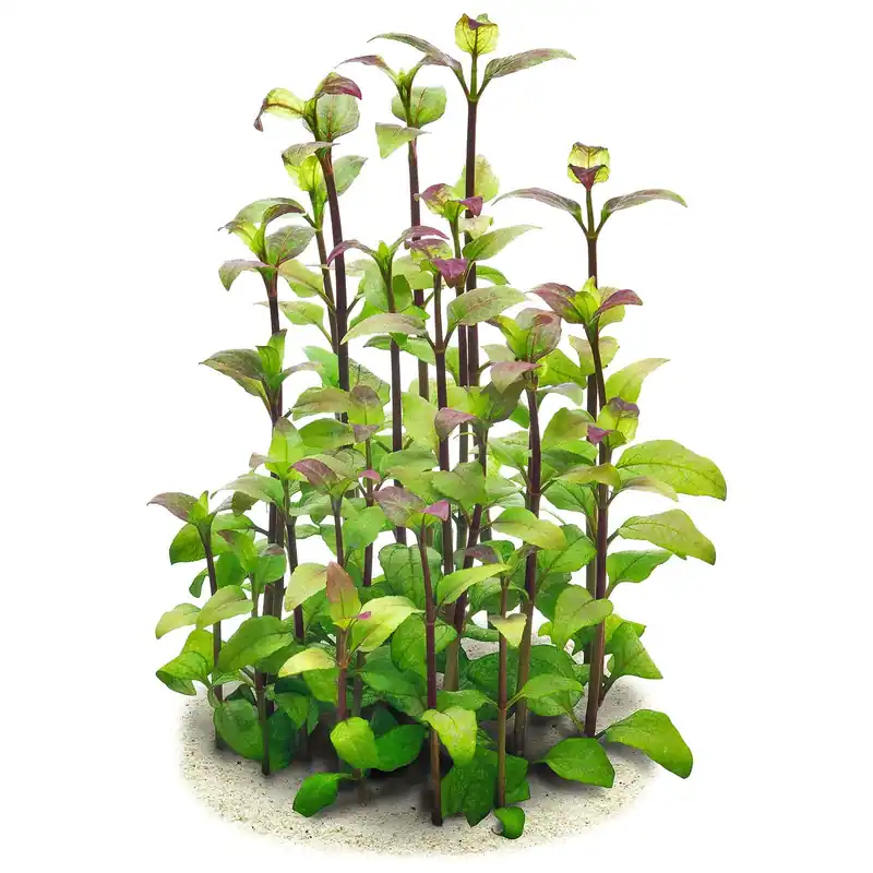 Ausverkauf Acmella repens Schwierigkeit