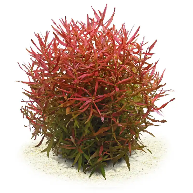 Limnophila aromatica "Mini" Schwierigkeit Solange Der Vorrat Reicht