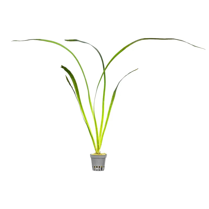 Kracherpreis Vallisneria australis "Marmor" Schwierigkeit