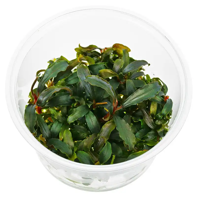 Bucephalandra sp. "Kedagang" Schwierigkeit Knallerangebot