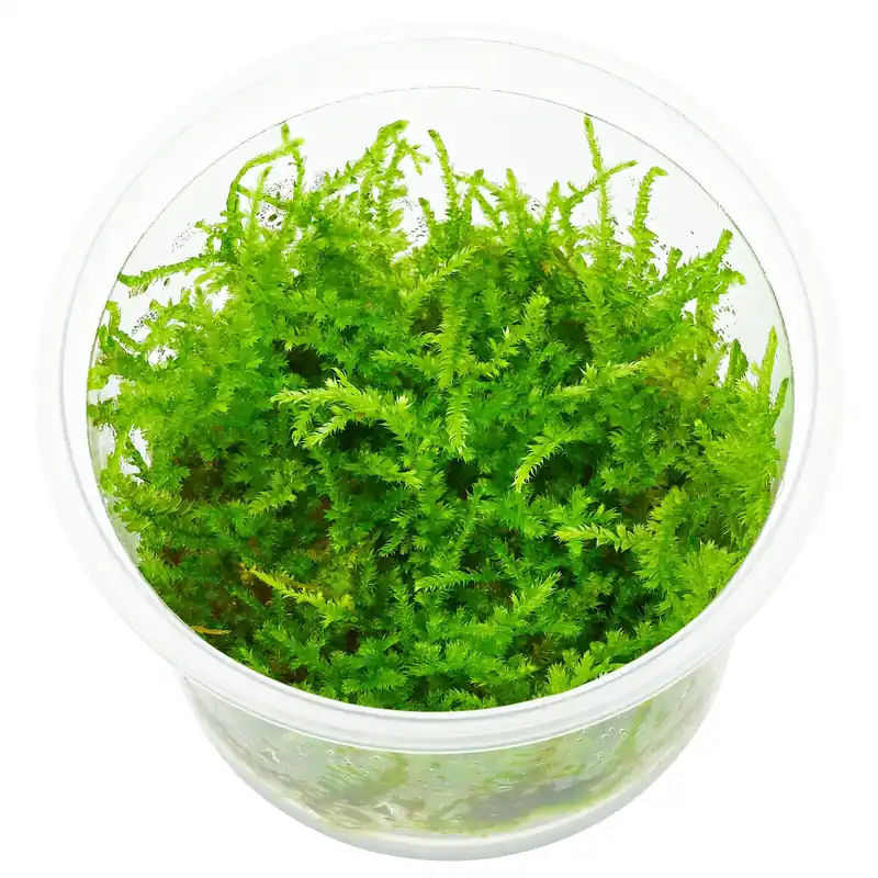 Vesicularia sp. "Mini Christmas Moss" Schwierigkeit Bestpreis