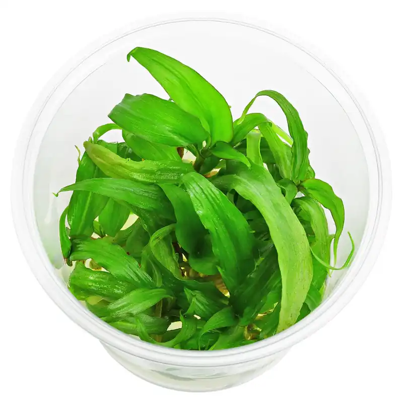Knallerangebot Floscopa cf. glomerata Schwierigkeit
