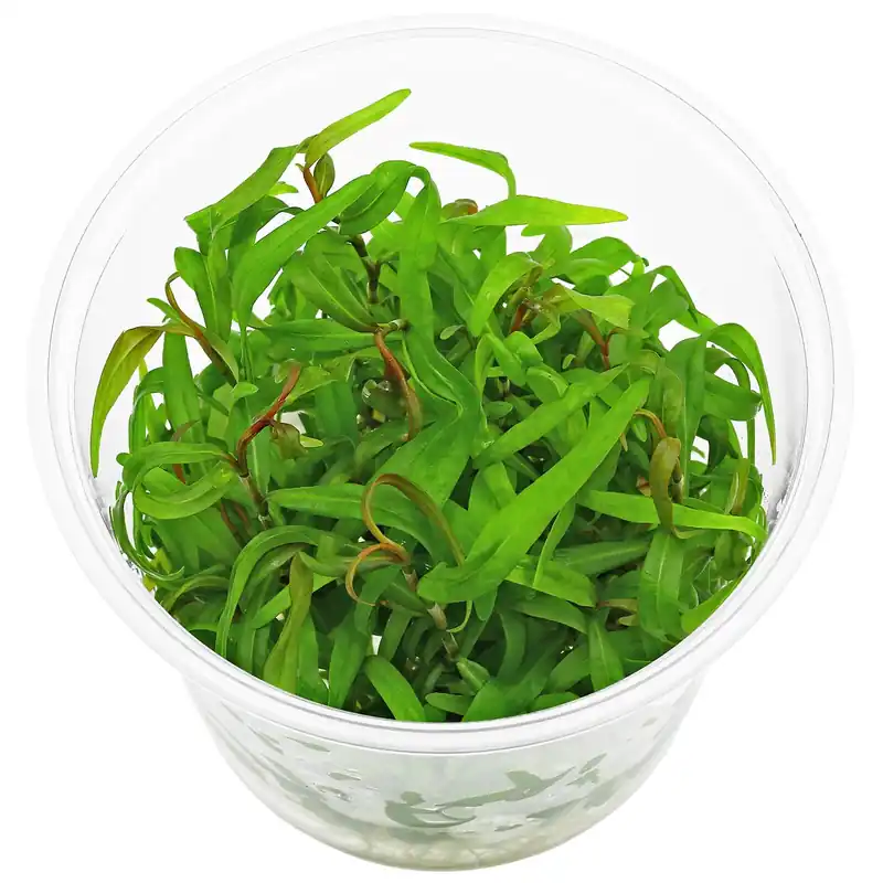 Persicaria sp. "Pak Chong" Schwierigkeit Solange Der Vorrat Reicht