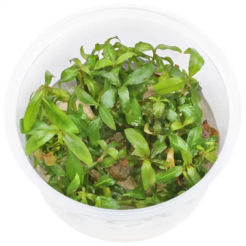 Hygrophila salicifolia Schwierigkeit Knallerangebot