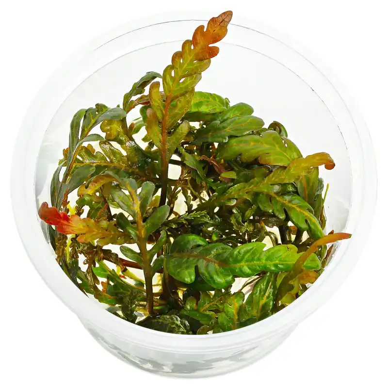 Hygrophila pinnatifida "Uttara Kannada" Schwierigkeit Heißes Angebot