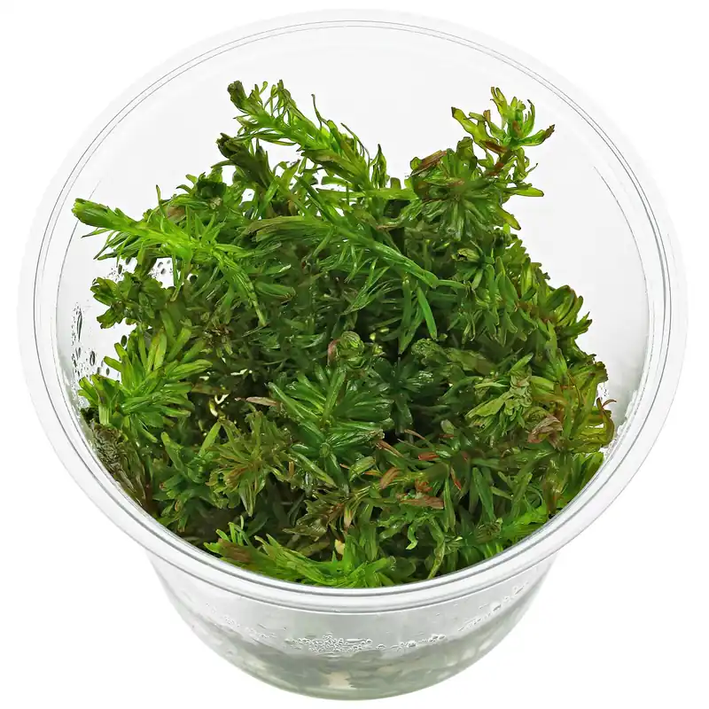 Rotala wallichii "Bangladesh" Schwierigkeit Knallerangebot