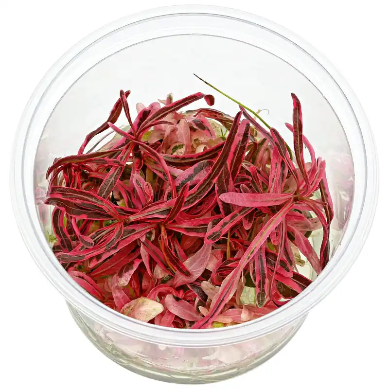 Hygrophila lancea 'Chai' Schwierigkeit Preisknaller