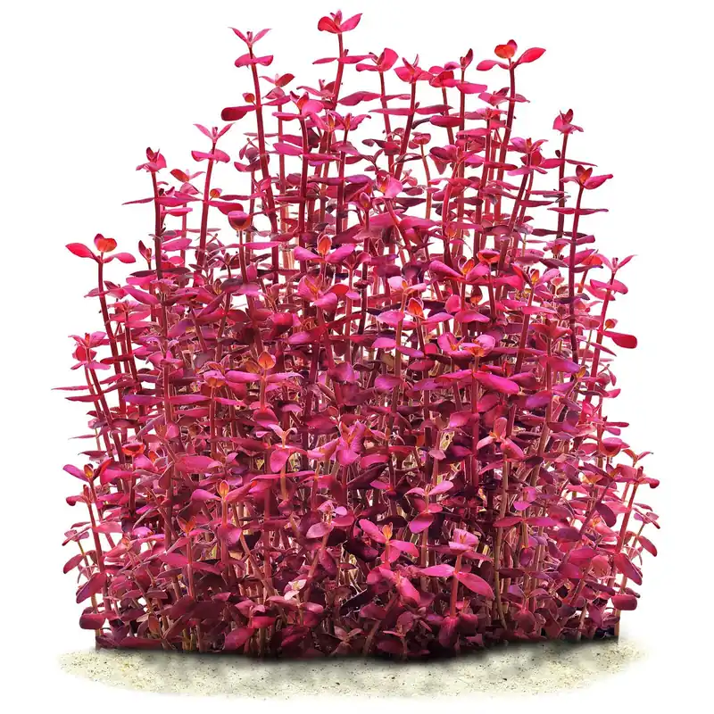 Schneller Versand Bacopa salzmannii "Purple" Schwierigkeit