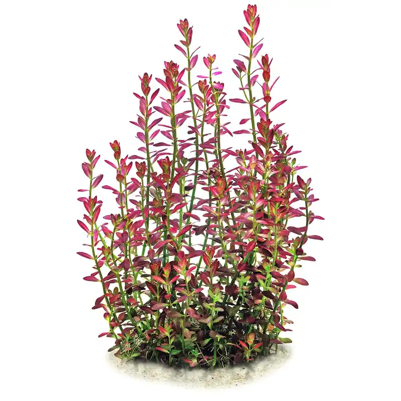 Rotala ramosior "Florida" Schwierigkeit Echt