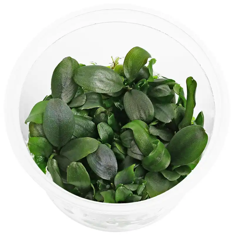 Direktkauf Bucephalandra sp. "Bronze Tricolor" Schwierigkeit