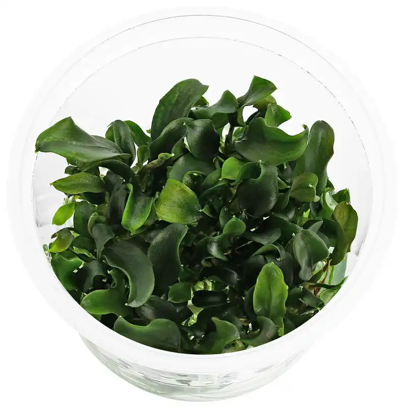Letzte Chance Bucephalandra sp. "Antyovani" Schwierigkeit