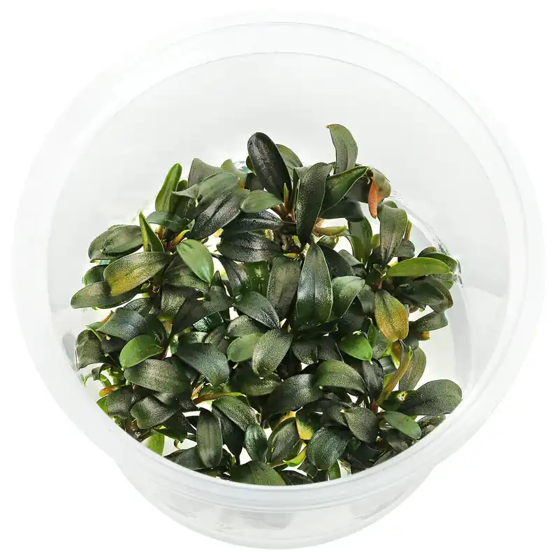 Saisonangebot Bucephalandra sp. "Brownie Ghost" Schwierigkeit