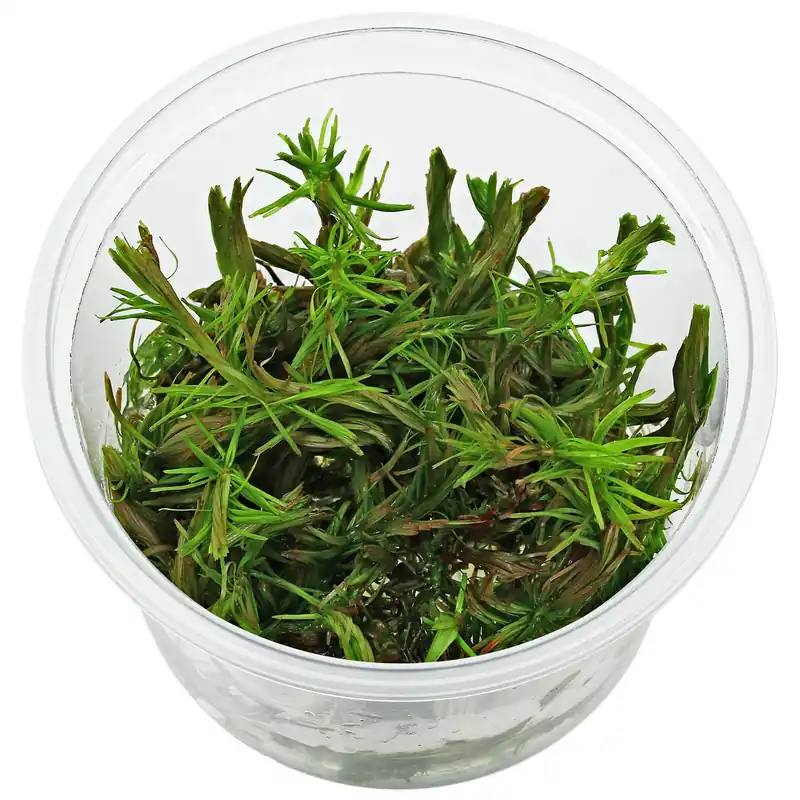 Neue Kollektion Rotala sp. "Cambodia" Schwierigkeit