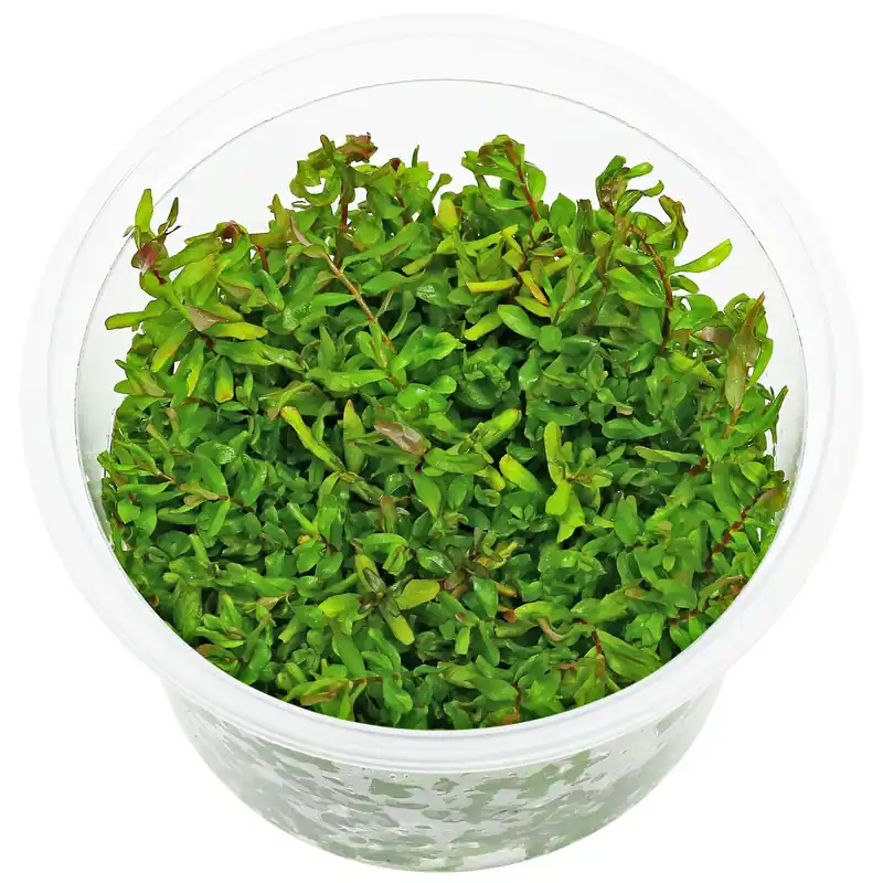 Begrenztes Angebot Rotala macrandra "Green" ("Wavy") Schwierigkeit