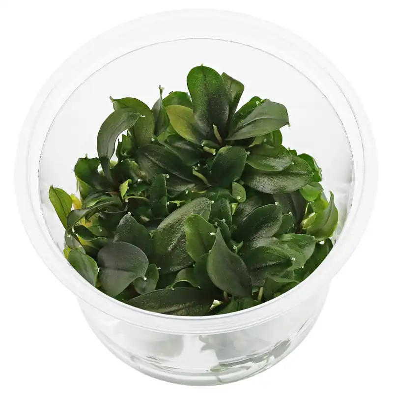 Markenware Bucephalandra sp. "Aragon" Schwierigkeit