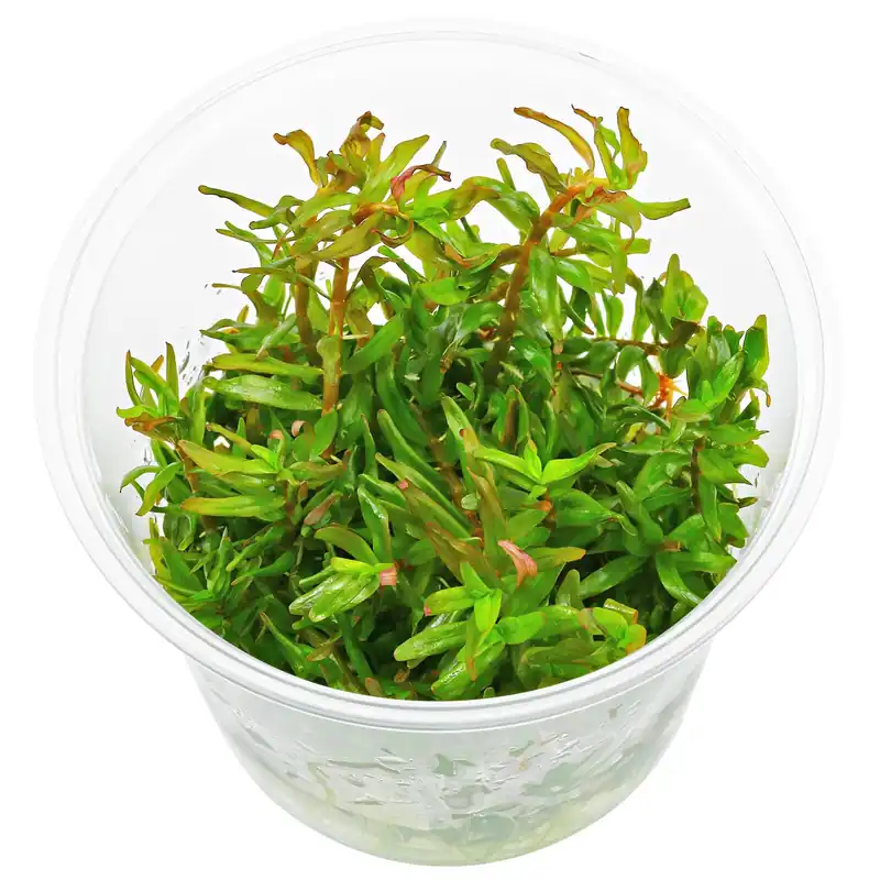 Rotala rotundifolia 'Pink' Schwierigkeit Abverkauf