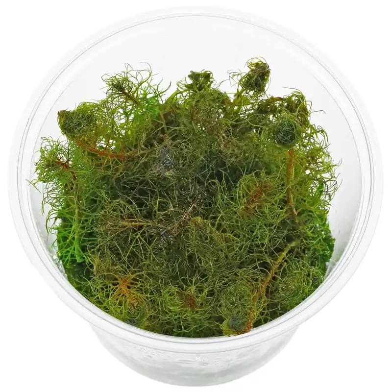 Wochenendangebot Myriophyllum pinnatum Schwierigkeit