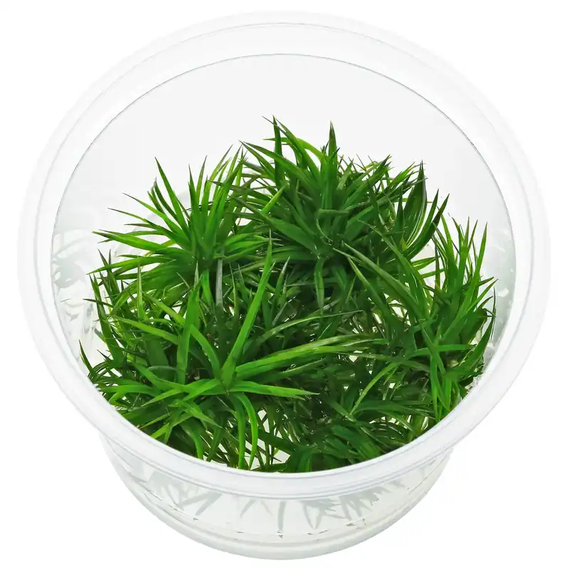 Versand Am Gleichen Tag Eriocaulon sp. "Polaris" Schwierigkeit