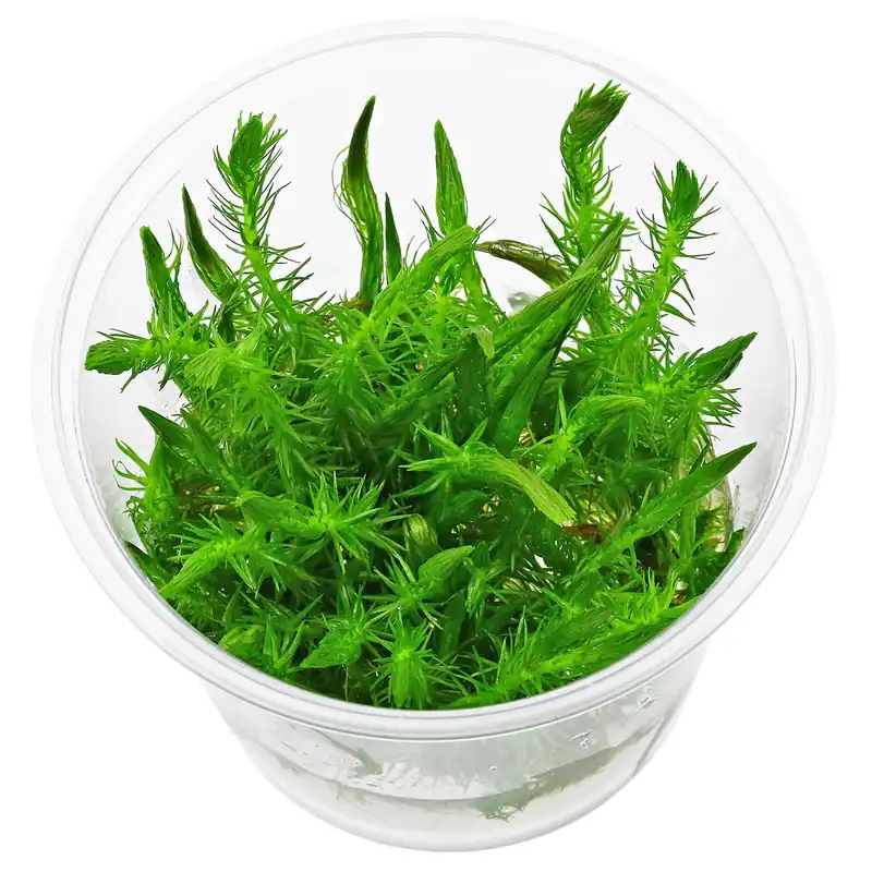 Sale Mayaca sp. "Santarem Red" Schwierigkeit