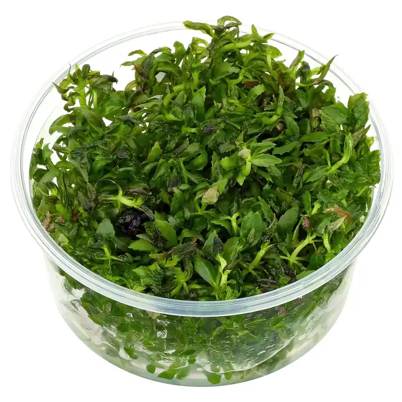 Limnophila hippuridoides Schwierigkeit Schneller Versand