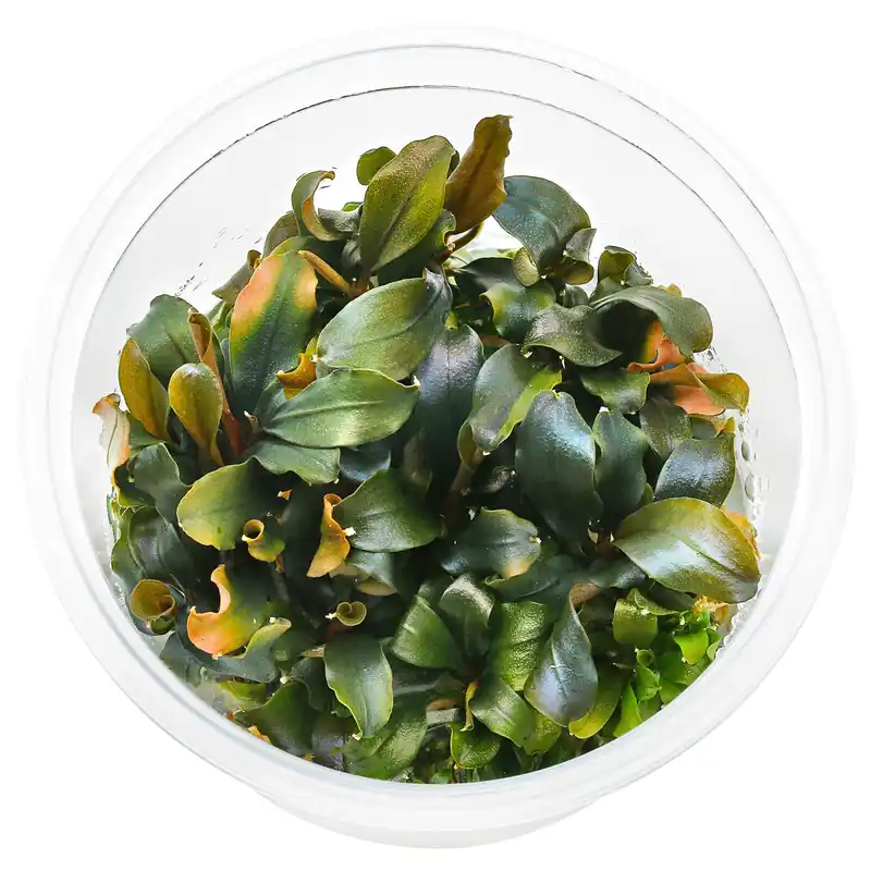 Bucephalandra sp. "Blue Green" Schwierigkeit Günstig