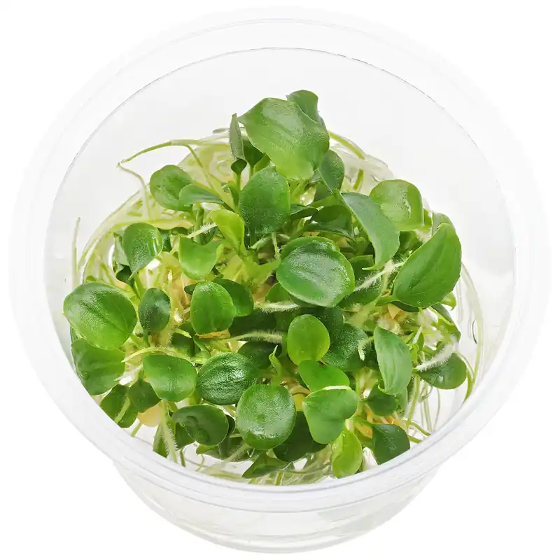 Schismatoglottis prietoi Schwierigkeit Bestseller