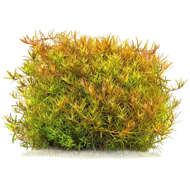Zertifiziert Rotala rotundifolia "Laos" Schwierigkeit