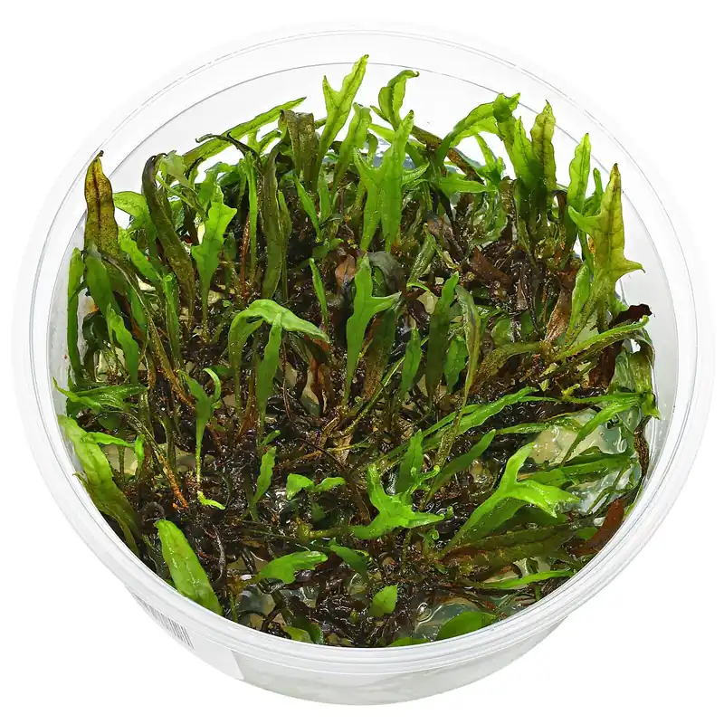 Preisknaller Microsorum pteropus 'Trident' Schwierigkeit