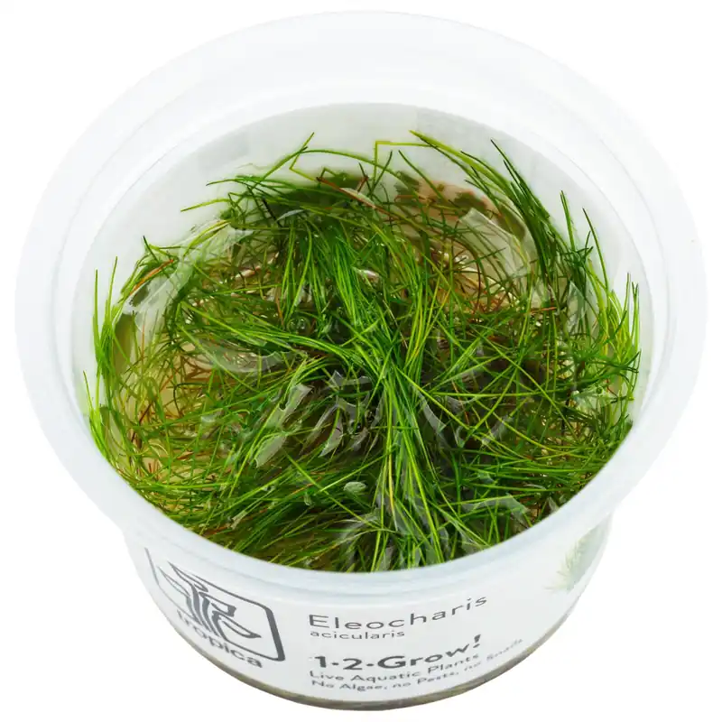 Zertifiziert Eleocharis acicularis Schwierigkeit