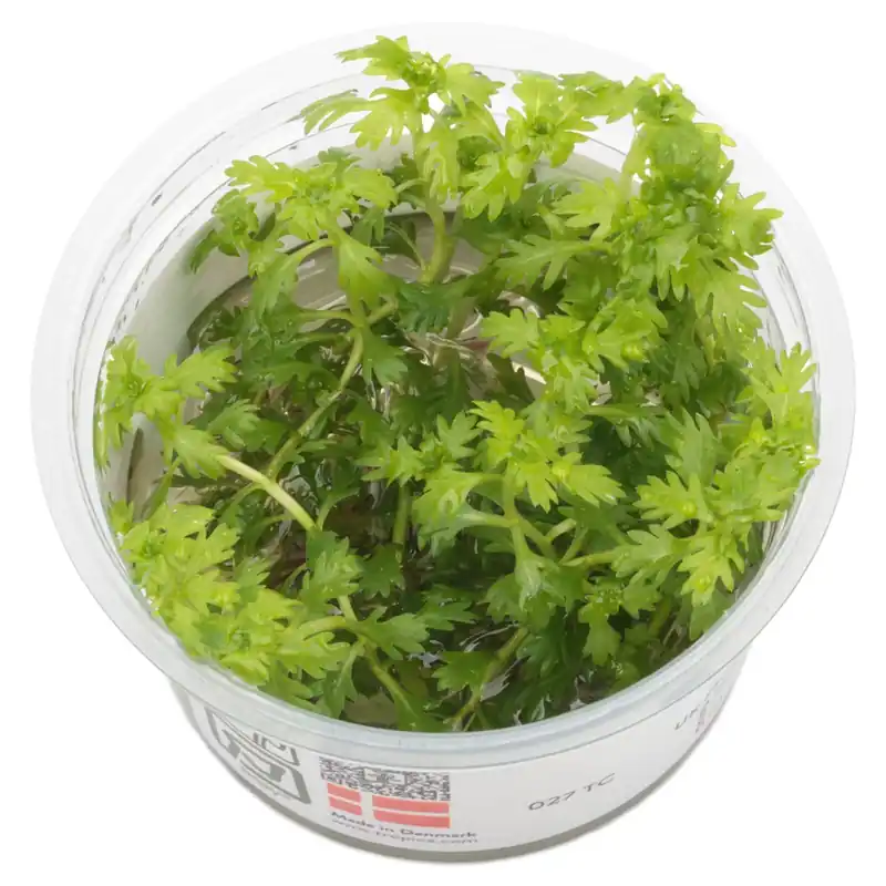 Neuheit Hottonia palustris Schwierigkeit