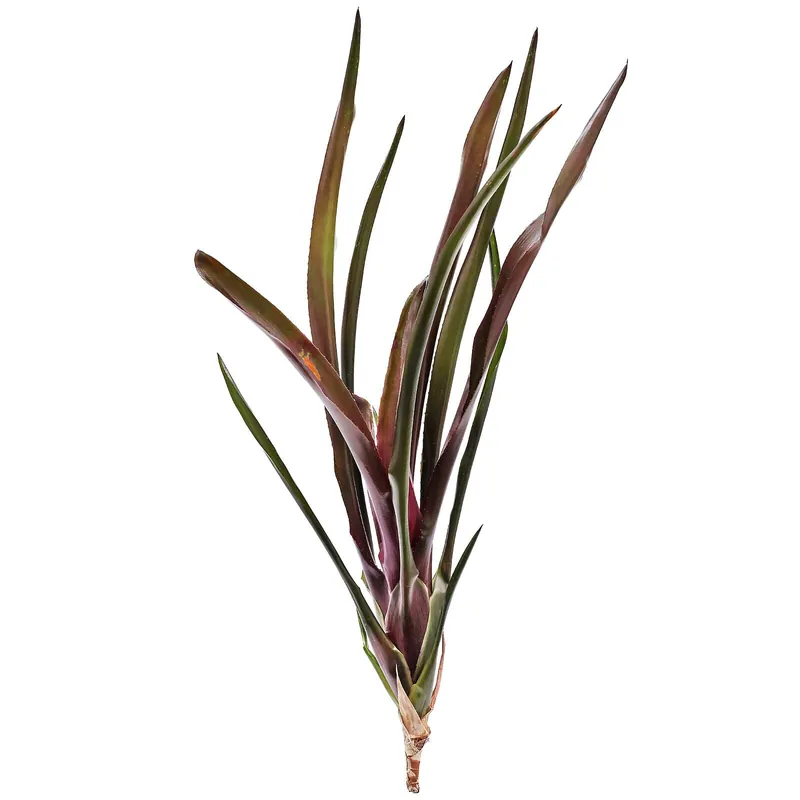 Angebot Neoregelia 'Damalis' Einzelpflanze (lose)