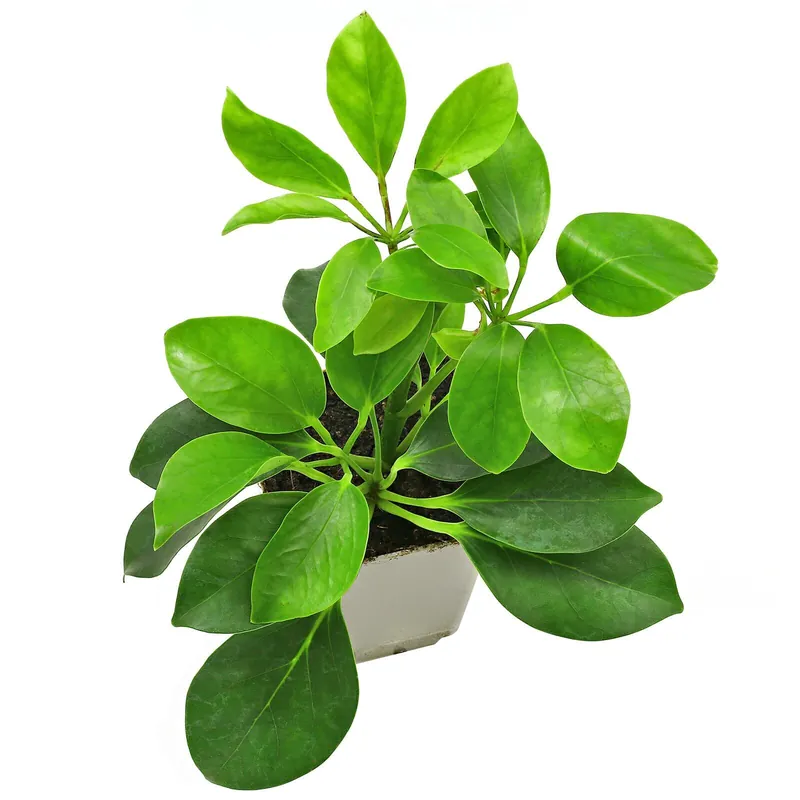 Aktuell Heptapleurum arboricola (Schefflera arboricola) Topf L - 7 x 7 x 8 cm